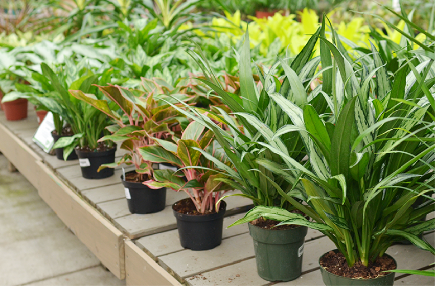 Houseplants, McDonald Garden Center